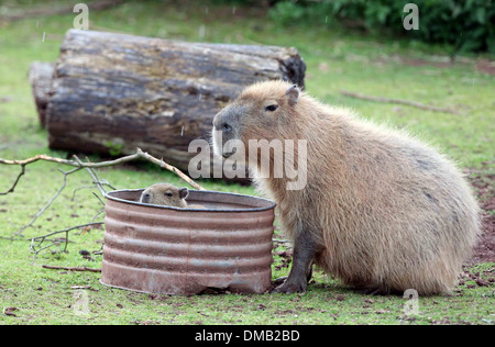 A baby Capybara and it's mother at Paignton Zoo in Devon. Stock Photo