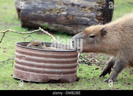 A baby Capybara and it's mother at Paignton Zoo in Devon. Stock Photo