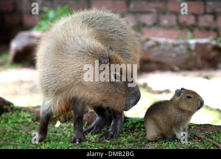 A baby Capybara and it's mother at Paignton Zoo in Devon. Stock Photo