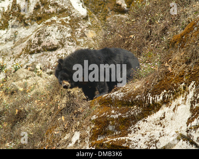 Himalayan black bear Stock Photo