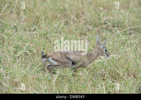 Thomson's gazelle - Tommie - Tommy (Eudorcas thomsonii - Gazella thomsonii) fawn walking in the grass Masai Mara Kenya Stock Photo