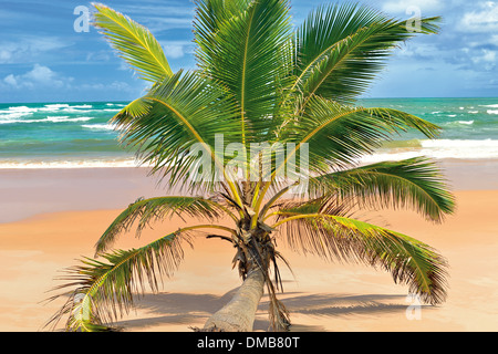 Brazil, Bahia: Lonley palm tree at tropical beach Praia Busca Vida Stock Photo