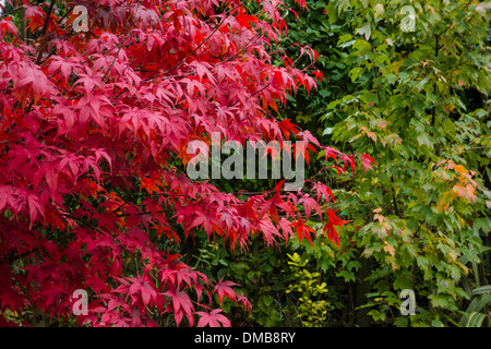 Acer palmatum Osakazuki in full autumn colour. Stock Photo