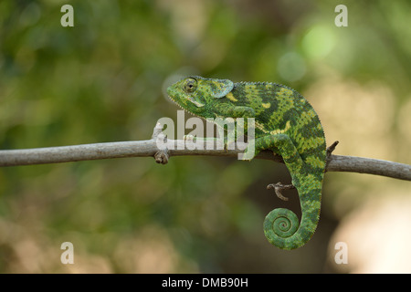 Flap-necked Chameleon - Flapneck Chameleon (Chamaeleo dilepis) moving on branches Masai Mara - Kenya - East Africa Stock Photo