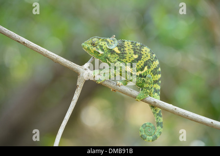 Flap-necked Chameleon - Flapneck Chameleon (Chamaeleo dilepis) moving on branches Masai Mara - Kenya - East Africa Stock Photo