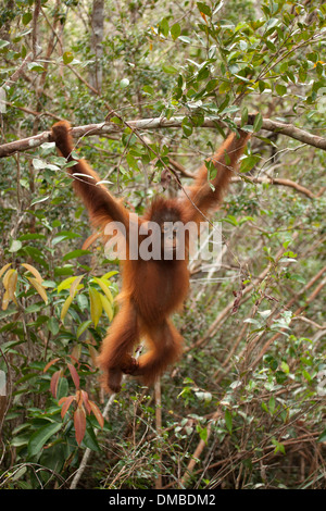 Young wild Orangutan (Pongo pygmaeus) swinging from tree branch in forest at Camp Leakey in Bornean tropical forest. Critically endangered species Stock Photo