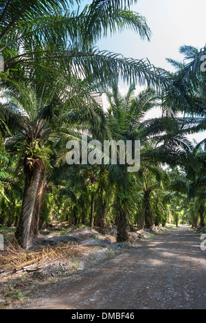 African palm plantations in Costa Rica. Native to West Africa, Elaeis guineensis was planted in the 1940s by United Fruit Co. Stock Photo