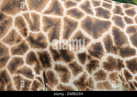 Giraffe, fur pattern (Giraffa camelopardalis) // girafe, dessin du pelage (Giraffa camelopardalis) Stock Photo
