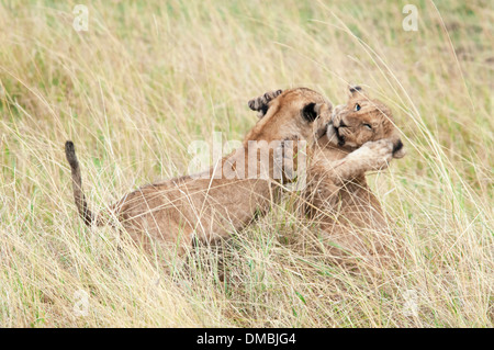 Two African Lion Cubs playing together, Panthera leo, Masai Mara National Reserve, Kenya, Africa Stock Photo