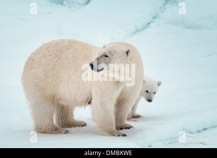 Polar Bear Mother with Cub hiding behind her, Ursus maritimus ...