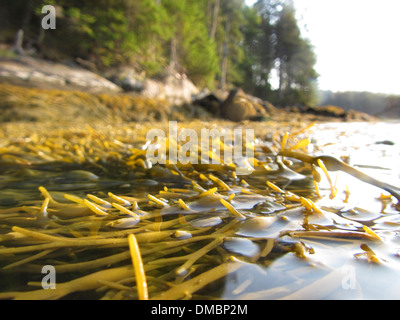 Floating seaweed or rockweed in Maine, USA. Ascophyllum nodosum is a large, common brown alga (Phaeophyceae) Stock Photo