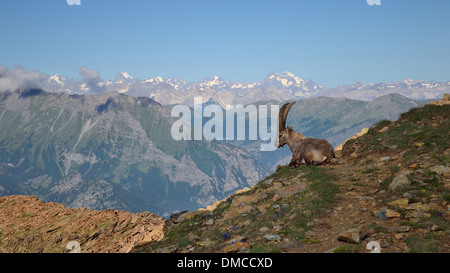 Ibex in scenic mountain view Stock Photo