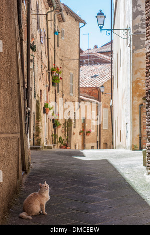 A cat sits in a small Italian street Stock Photo