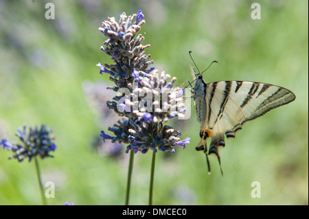 A swallowtail butterfly on some lavender in the summer sunshine Stock Photo