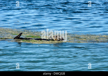Elk Horn Slough, Sea Otter, enhydra lutris, taking a nap while floating in the channel Stock Photo