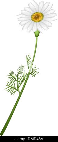 A Lovely Fresh Chamomile Flower in White Background Stock Vector