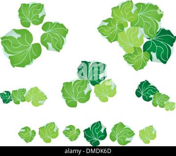A Set of Polyscias Leaves on White Background Stock Vector