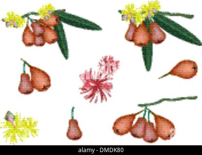 Set of Red Water Apple on White Background Stock Vector