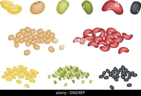 Set of Different Beans on White Background Stock Vector