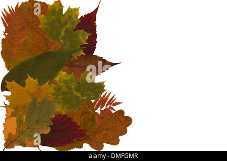 Leaves on a white background. Stock Photo