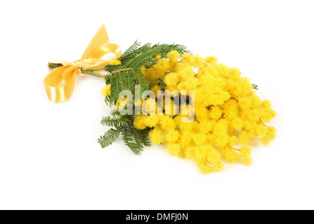 Twig of mimosa flowers isolated on white Stock Photo