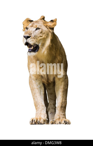 Isolated - Lion Stock Photo