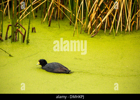 Aquatic seabirds in lake Titicaca National Reservation  Ballestas Islands Peru South America.This birds hunters of fish and Stock Photo