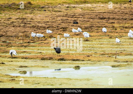 Aquatic seabirds in lake Titicaca National Reservation  Ballestas Islands Peru South America.This birds hunters of fish and Stock Photo