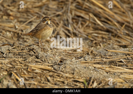 White-spotted Bluethroat (Luscinia svecica cyanecula) Stock Photo