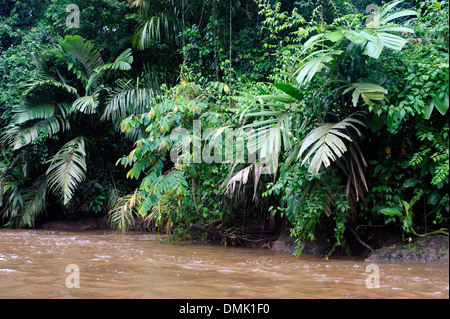 Lush tropical rain forest vegetation grows on the banks  of a river in the Tortuguero National Park. Tortuguero, Limon Province,