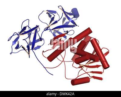 Ricin castor bean plant poisonous protein, chemical structure. Cartoon representation. Coloring per chain. Stock Photo