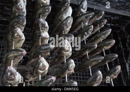 Preparation smoked trout in Polish cuisine conditions. Stock Photo