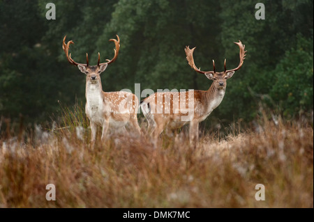 fallow deer in open prairie grasslands of Charente-Maritime, France Stock Photo
