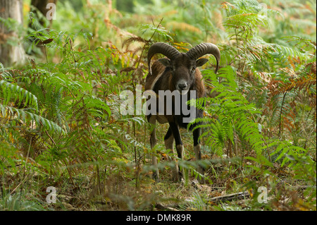 European mouflon in open ferns in Charente-Maritime, France Stock Photo