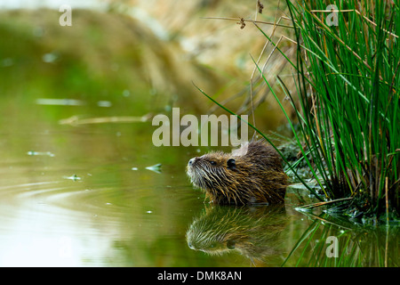 Coypu on the banks of a pond in Charente-Maritime, France' Stock Photo