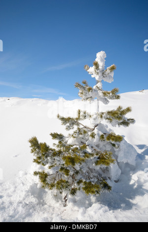 Elegant larch tree covered by thick snow with amazing winter mountainscape in the background and freshly fallen powder snow Stock Photo