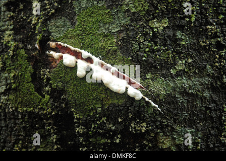 Freshly cut rubber sap, or latex coming out of rubber tree, (Hevea brasiliensis). Stock Photo