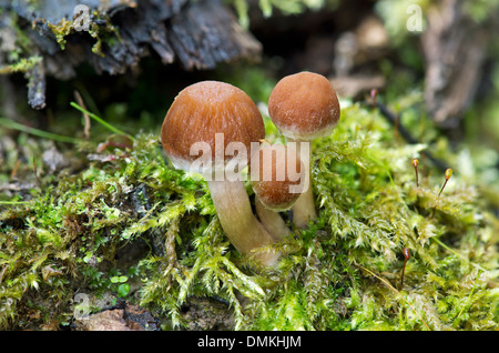 Young stage of Common Stump Brittlestem mushrooms Stock Photo