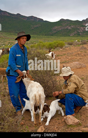 two-nama-goat-herders-letting-boer-goatlings-suckle-with-the-female