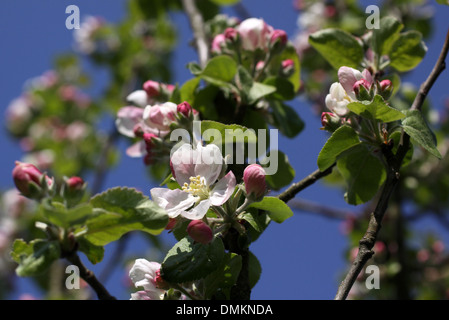 apple blossom in front of blue sky Stock Photo