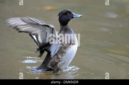 Adult female Tufted duck Aythya fuligula stretching its wings. Stock Photo