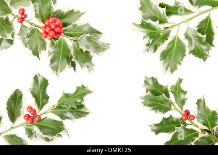 Holly twig border, Christmas decoration Stock Photo