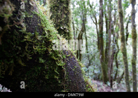 Garajonay National Park provides the best example of Canarian laurisilva, a humid subtropical forest. Stock Photo