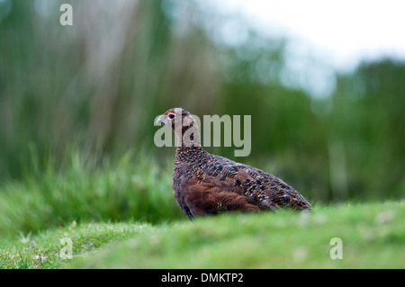 Red grouse (Lagopus lagopus scoticus), conspecific with the willow grouse of continental Europe. adult male in summer. Stock Photo