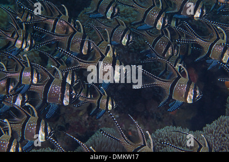 School of Banggai cardinalfish (Pterapogon kauderni) aligned in formation with soft coral background. Lembeh Strait, Indonesia. Stock Photo