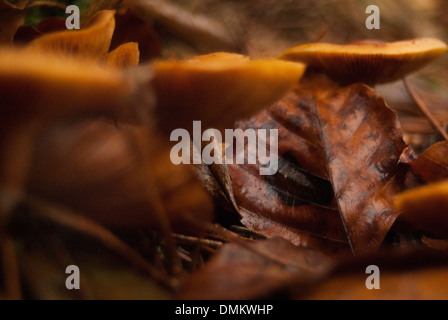 Photograph of some blurred mushrooms on the ground next to a brown leaf Stock Photo
