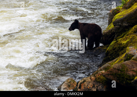 Black bear on shore of Anan Creek looking for salmon, Anan Wildlife Observatory, Tongass National Forest, Southeast, Alaska Stock Photo