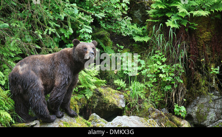 Female coastal brown bear in forest, Anan Wildlife Observatory, Tongass National Forest, Southeast, Alaska Stock Photo