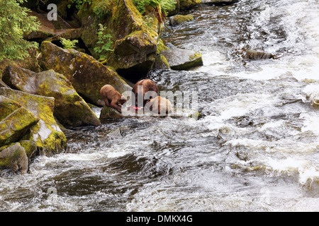 Female coastal brown bear and cubs eating salmon at Anan Creek, Anan Wildlife Observatory, Tongass National Forest, Alaska Stock Photo