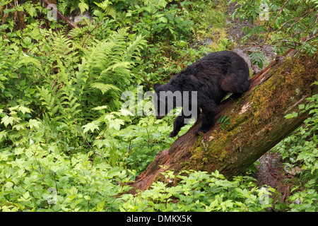 Black bear walking down fallen tree trunk, Anan Wildlife Observatory, Tongass National Forest, Southeast, Alaska Stock Photo